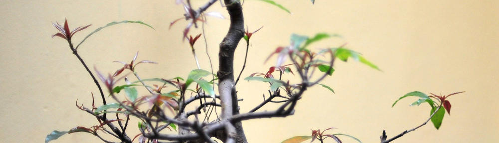 Modern Cat Furniture of The Refined Feline